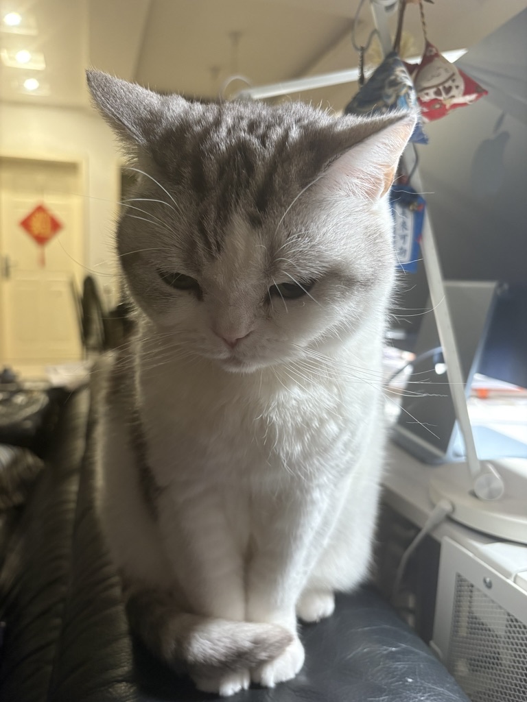 White and grey studio cat sitting at the workstation