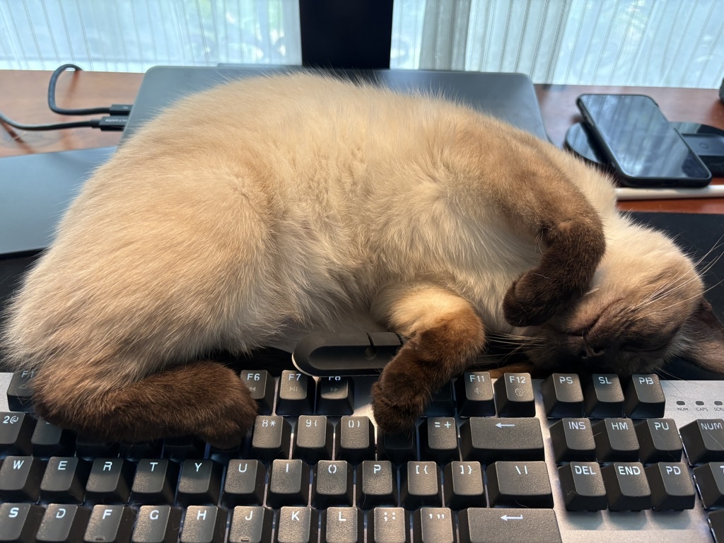 Siamese studio cat asleep on a keyboard