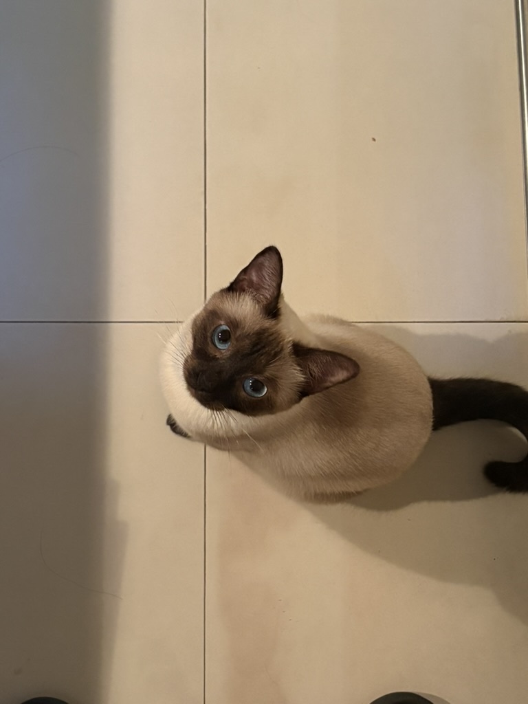 Siamese studio cat looking up