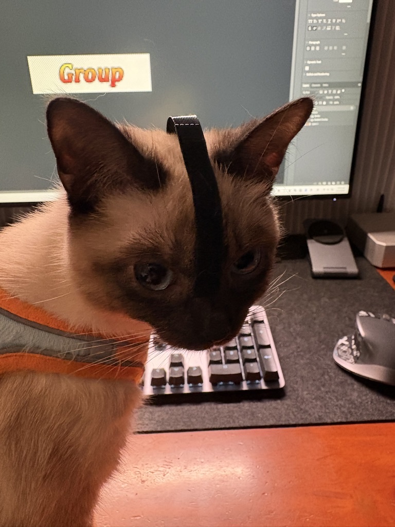 Siamese studio cat at the workstation